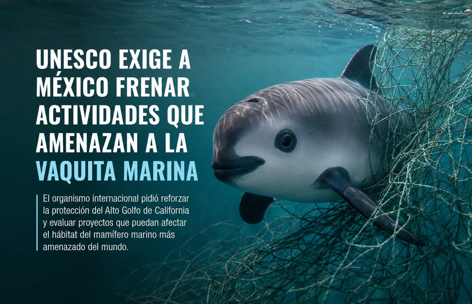 Vaquita marina (Phocoena sinus) enredada en una red de enmalle bajo el agua del Alto Golfo de California, con el título del reportaje sobre la imagen.
