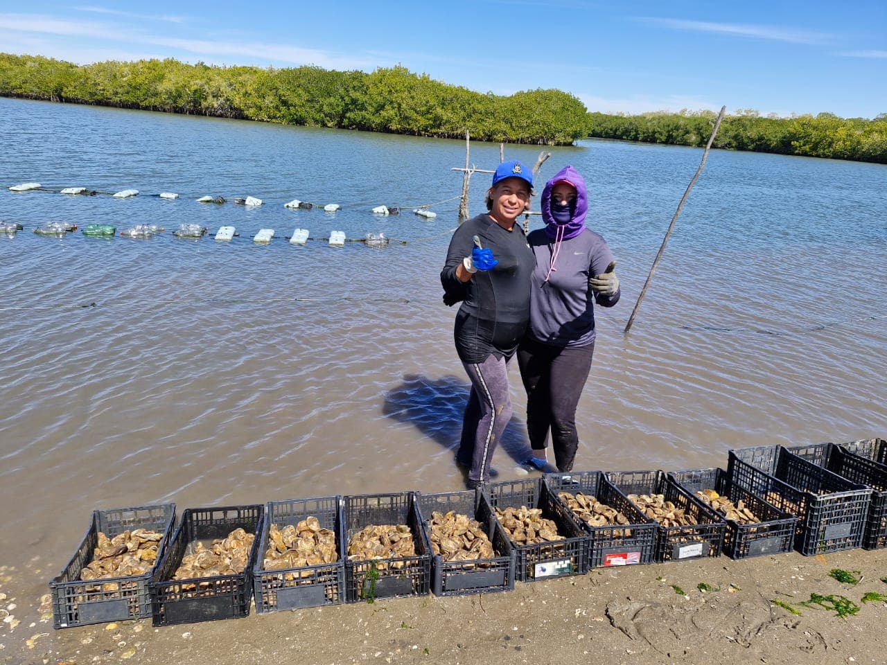 Dos acuicultoras trabajando en líneas de cultivo de ostión junto a un manglar.