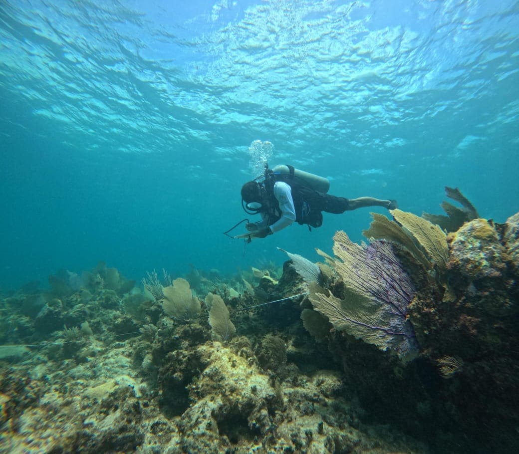 Buzo sobre un arrecife de coral con abanicos púrpuras en el Caribe mexicano.